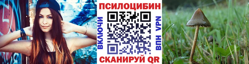 Галлюциногенные грибы Psilocybe  кракен сайт  Власиха 